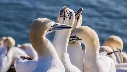 九游体育官网入口-快船计划组织封闭战术演练提升配合度，快船模式