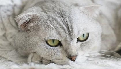 九游游戏-TL官宣新中单选手加盟，tl中单jensen