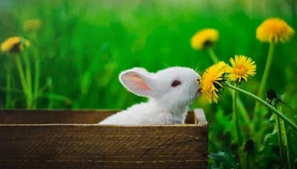 九游体育APP下载-阿尔阿赫利关键球员发挥核心作用，阿尔阿赫利什么意思